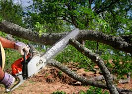 Best Seasonal Cleanup (Spring/Fall)  in Fairmount, TN