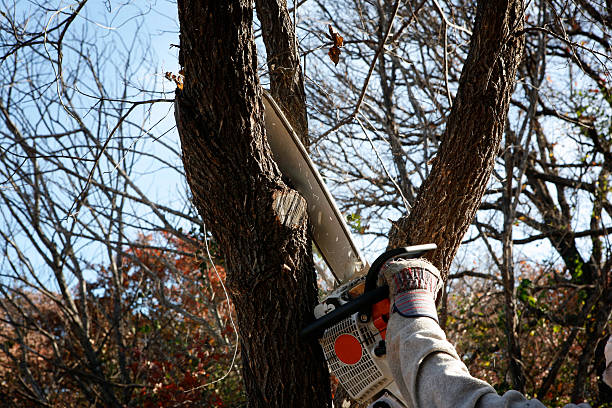 Best Hedge Trimming  in Fairmount, TN